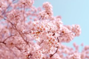 A cherry tree in blossom