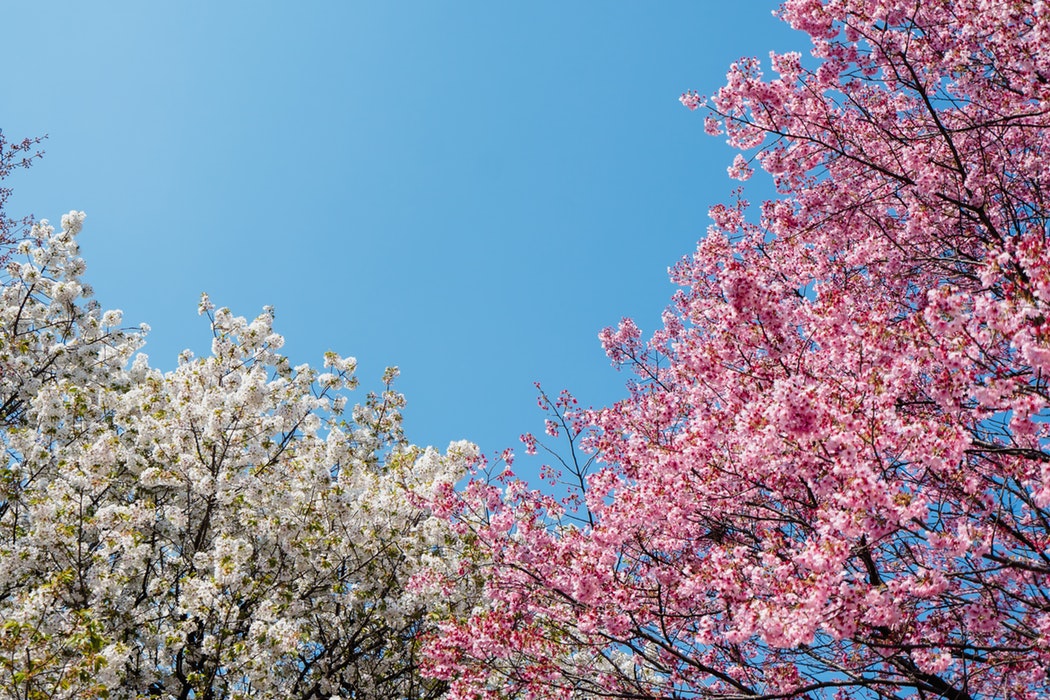 Cherry trees in blossom.