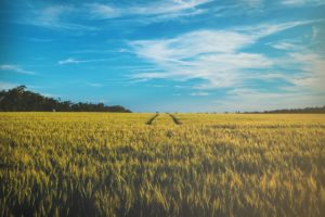 A field of tall grass and a blue sky.